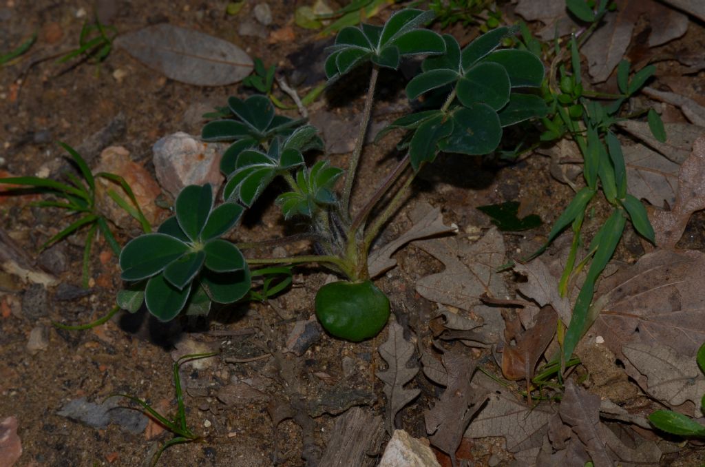 Lupinus albus